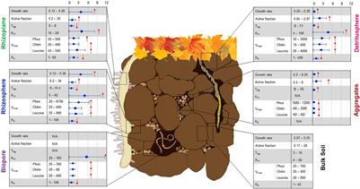 Bridging Microbial Functional Traits With Localized Process Rates at Soil Interfaces